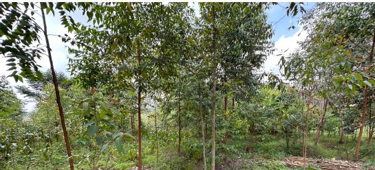 Young trees with lush foliage